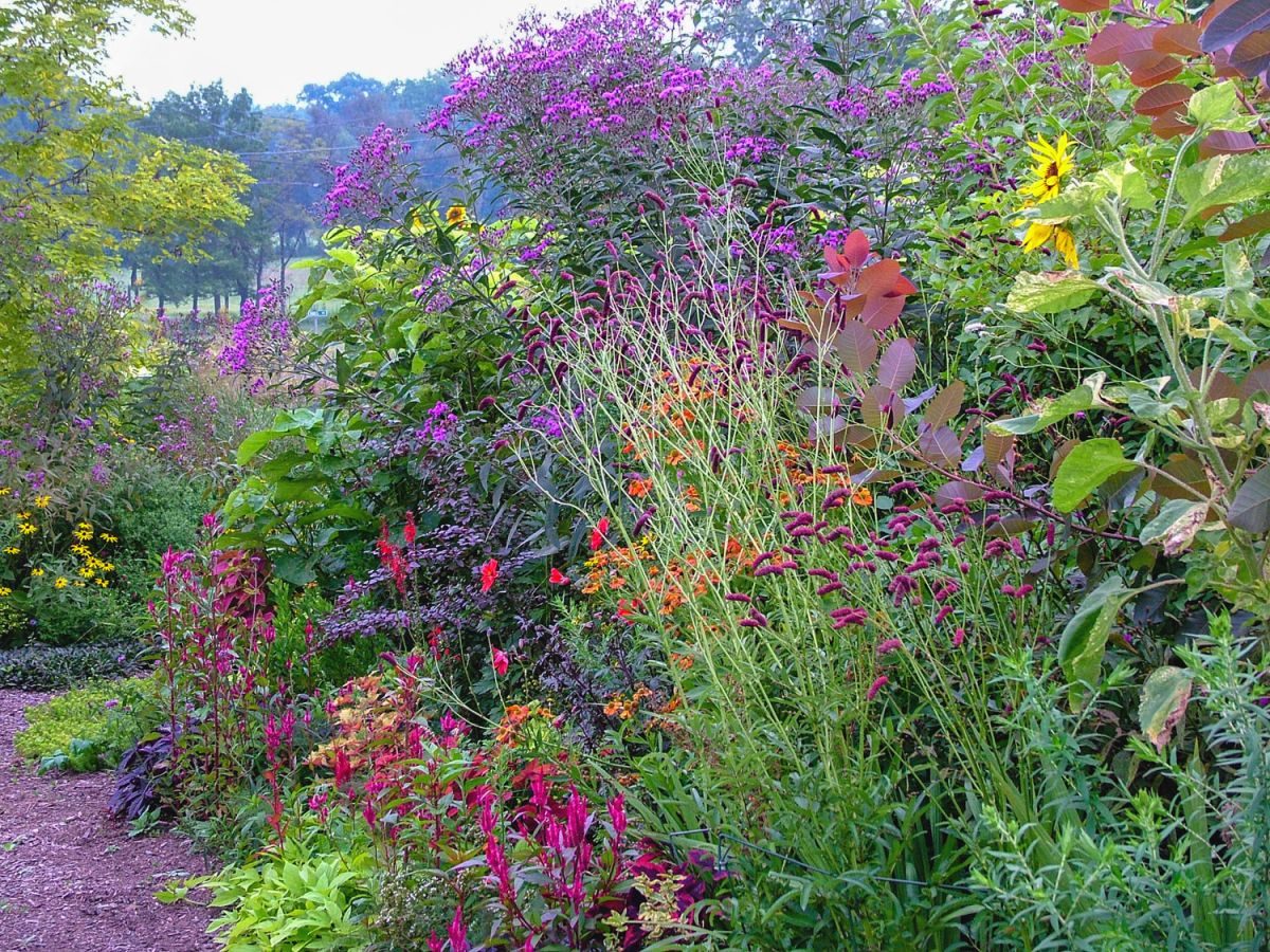 Kolorowa rabata w ogrodzie w sierpniu.