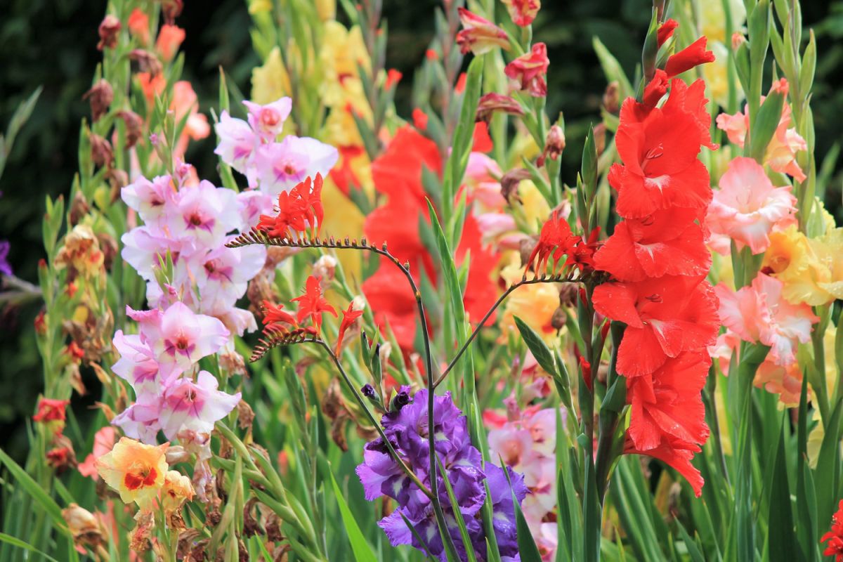 Mieczyki – jedne z najbardziej spektakularnych roślin kwitnących w sierpniu. 