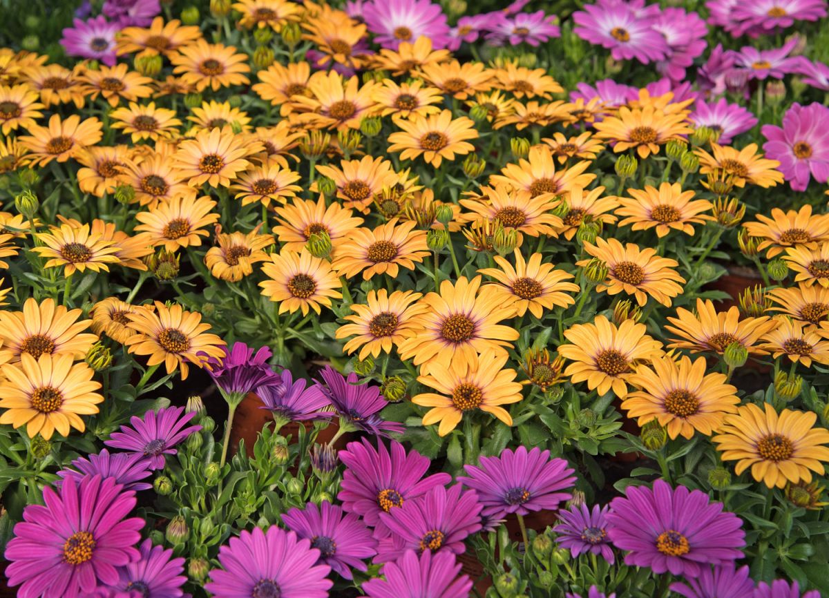 Kwiaty osteospermum.