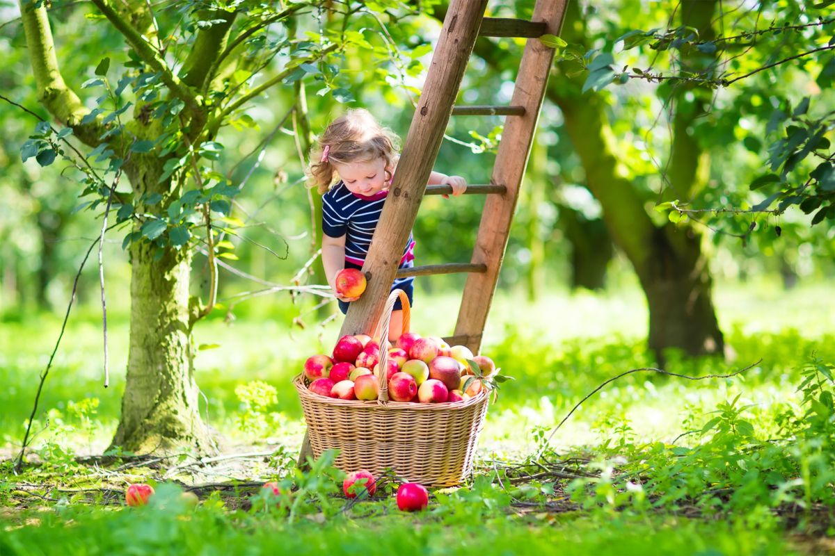 Wrzesień w ogrodzie to czas dojrzewania jabłek w sadzie.