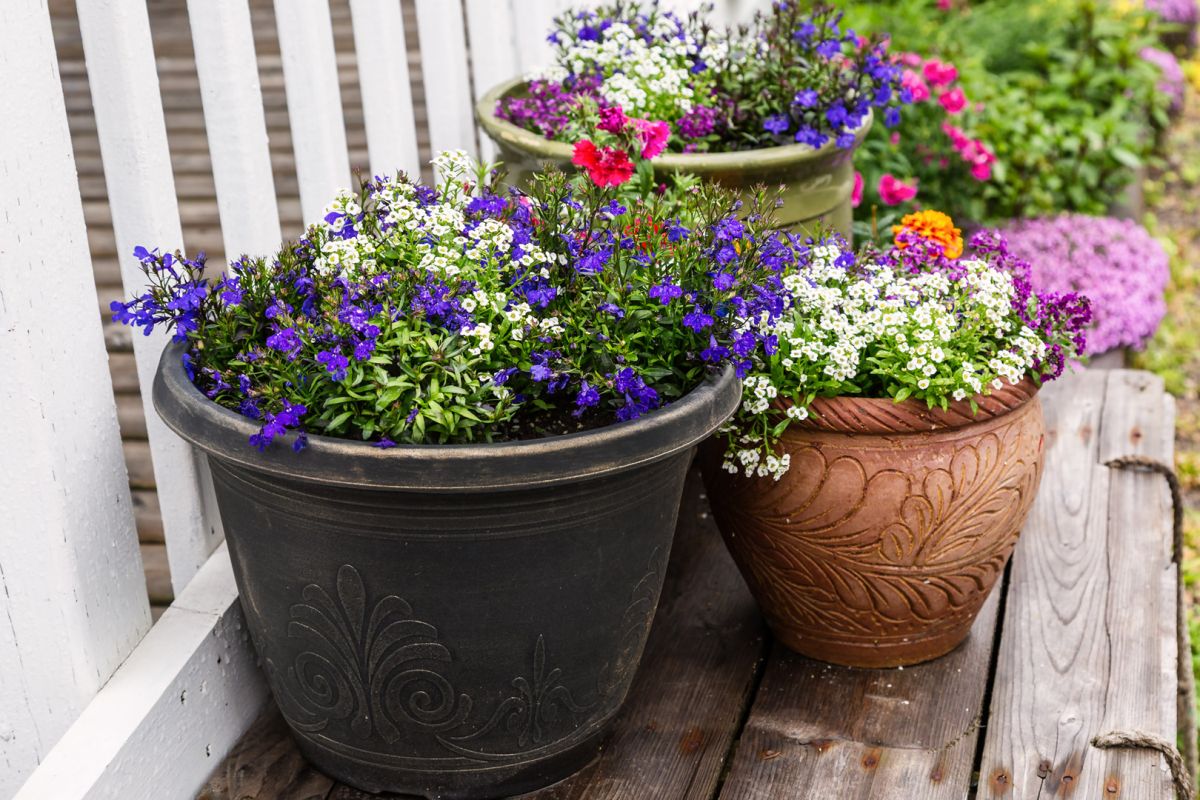 Lobelia to jeden z popularnych kwiatów jednorocznych, który kwitnie we wrześniu. 