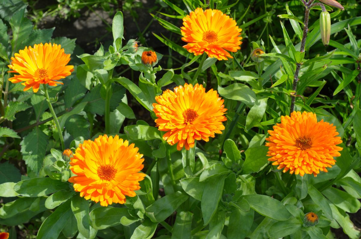 Nagietek lekarski – kwitnący latem i jesienią popularny kwiat jednoroczny. 