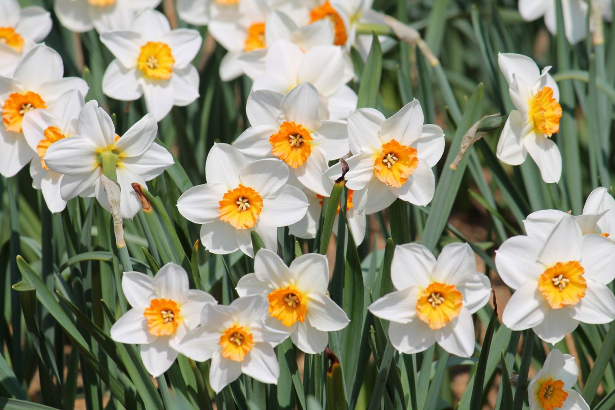 Kwitnące narcyzy to jedne z najpopularniejszych wiosennych roślin cebulowych, idealne na rabaty i do pojemników. 