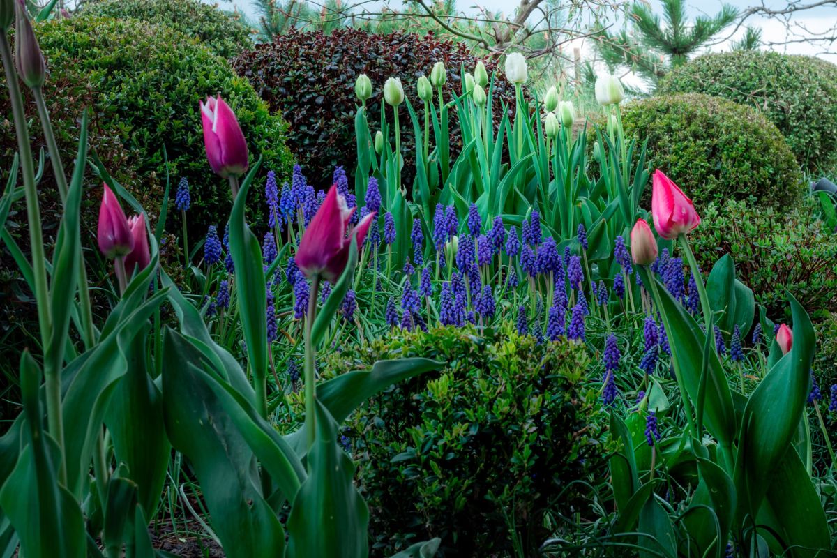 Wiosenna rabata z kwiatami cebulowymi – tulipanami i szafirkami. 