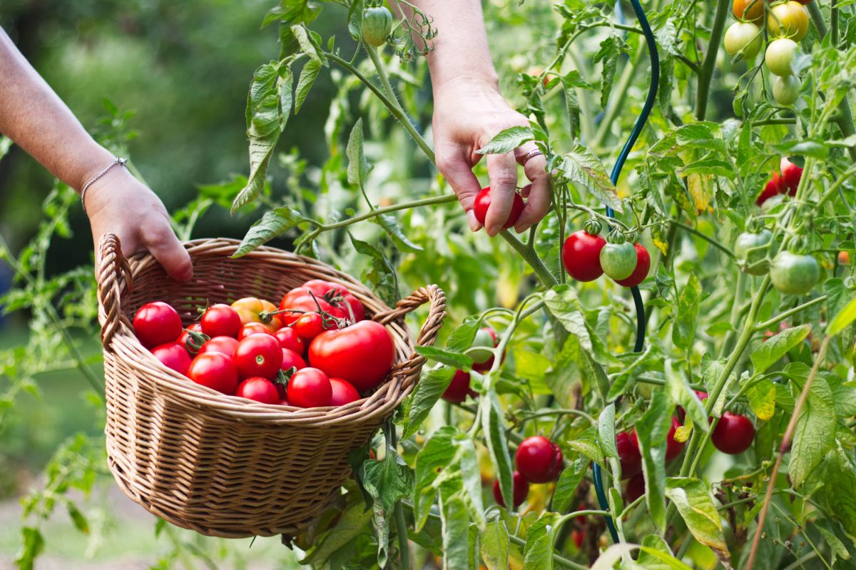 W październiku zbiera się jeszcze ostatnie pomidory rosnące w gruncie lub pod osłonami.