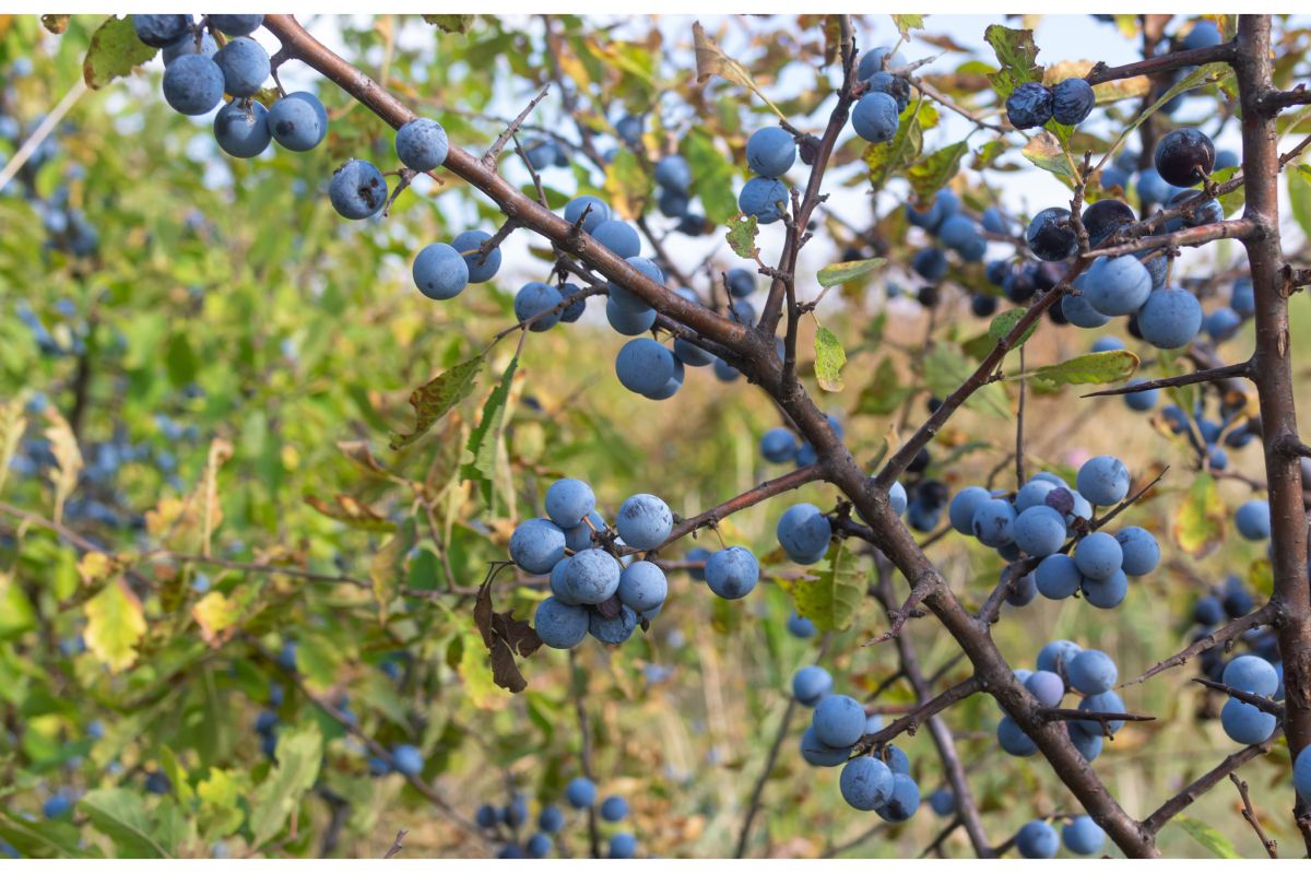 W listopadzie można zbierać owoce tarniny.