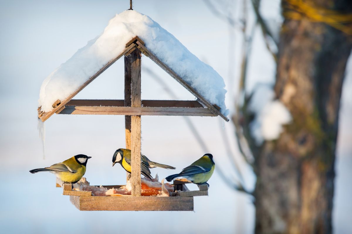 Drewniany karmnik dla ptaków – obowiązkowy element zimowego ogrodu.