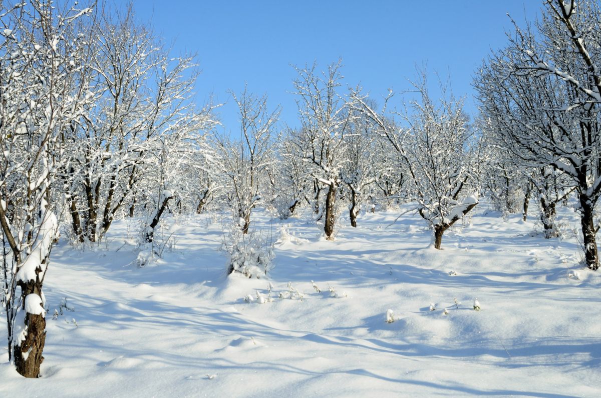 W zimowym sadzie rośliny należy otrząsać z nadmiaru śniegu, aby nie połamały się korony drzewek.