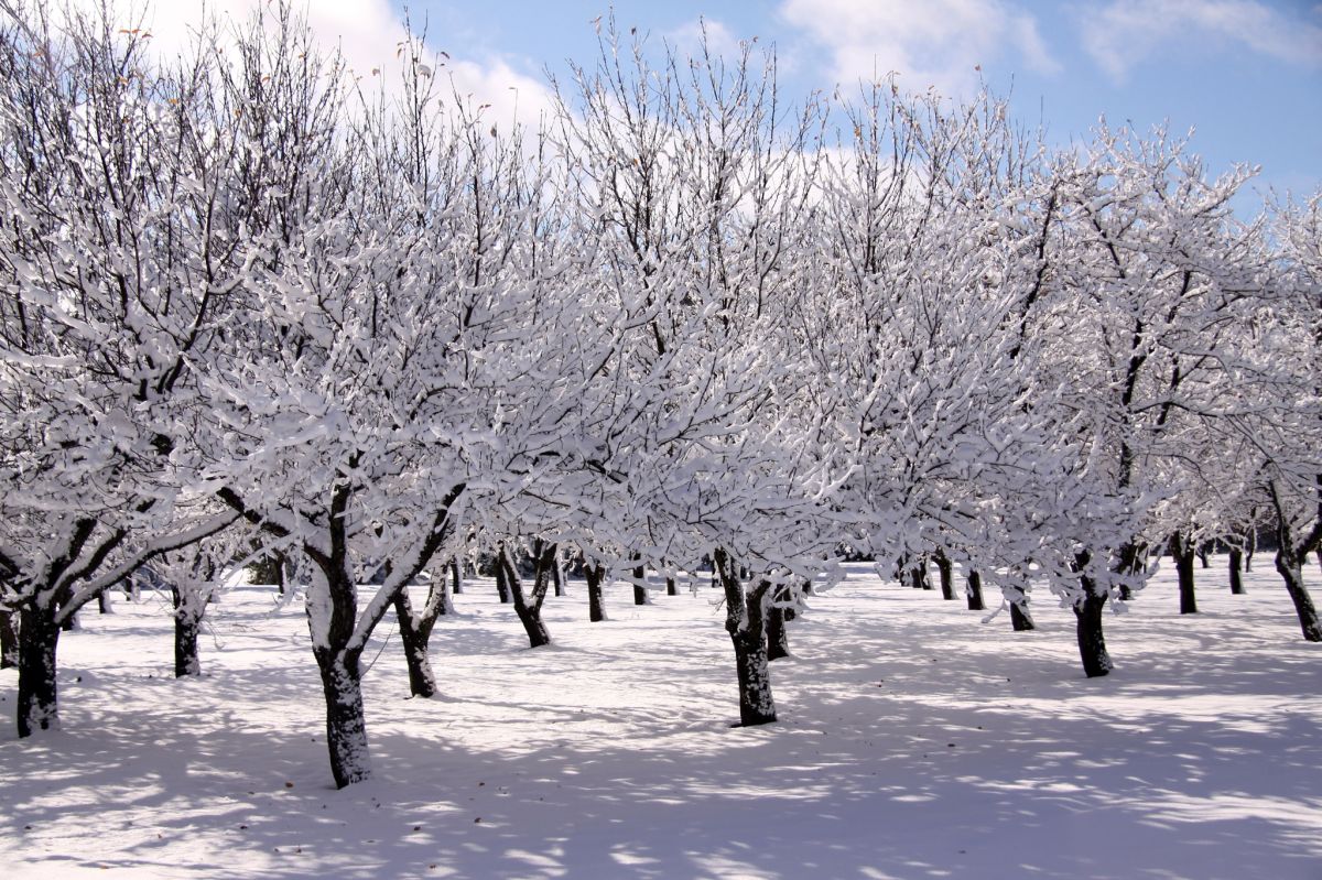 Zimowy sad wygląda bajkowo. Starszych drzew owocowych nie musisz osłaniać, ale młode sadzonki potrzebują zabezpieczenia przed mrozem. 