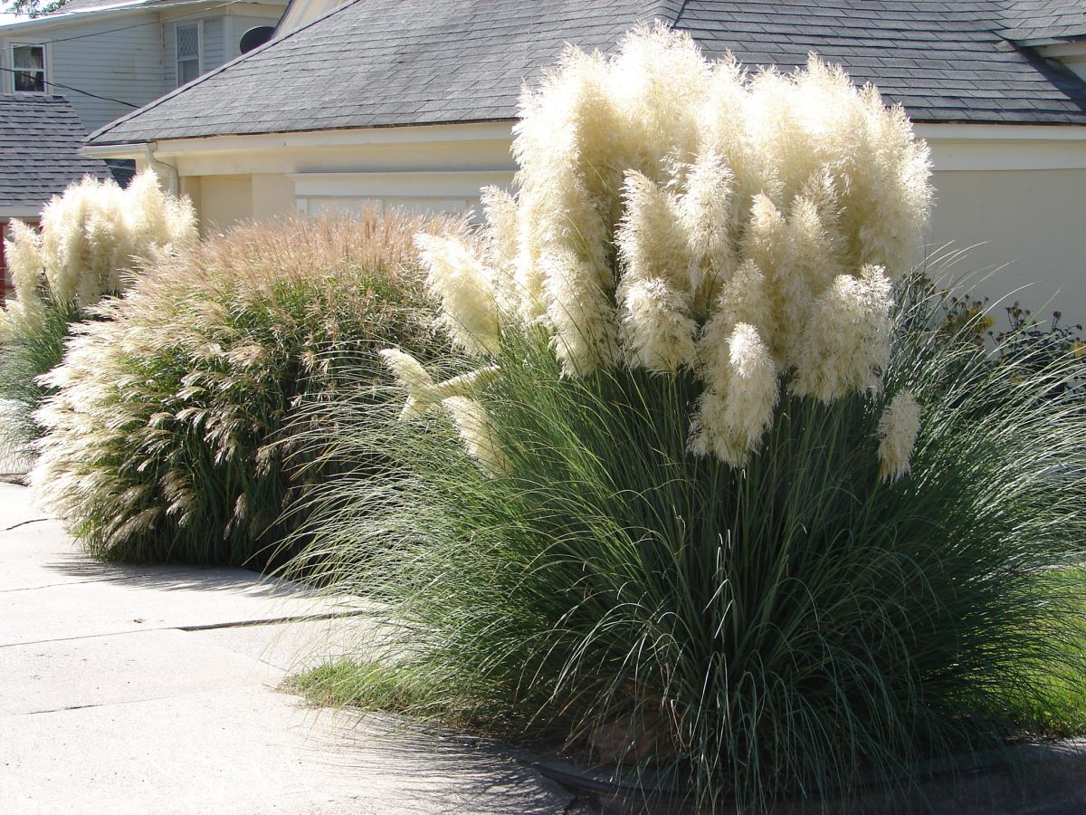 Trawa pampasowa to gatunek trawy dekoracyjnej, bardzo popularnej w polskich ogrodach.