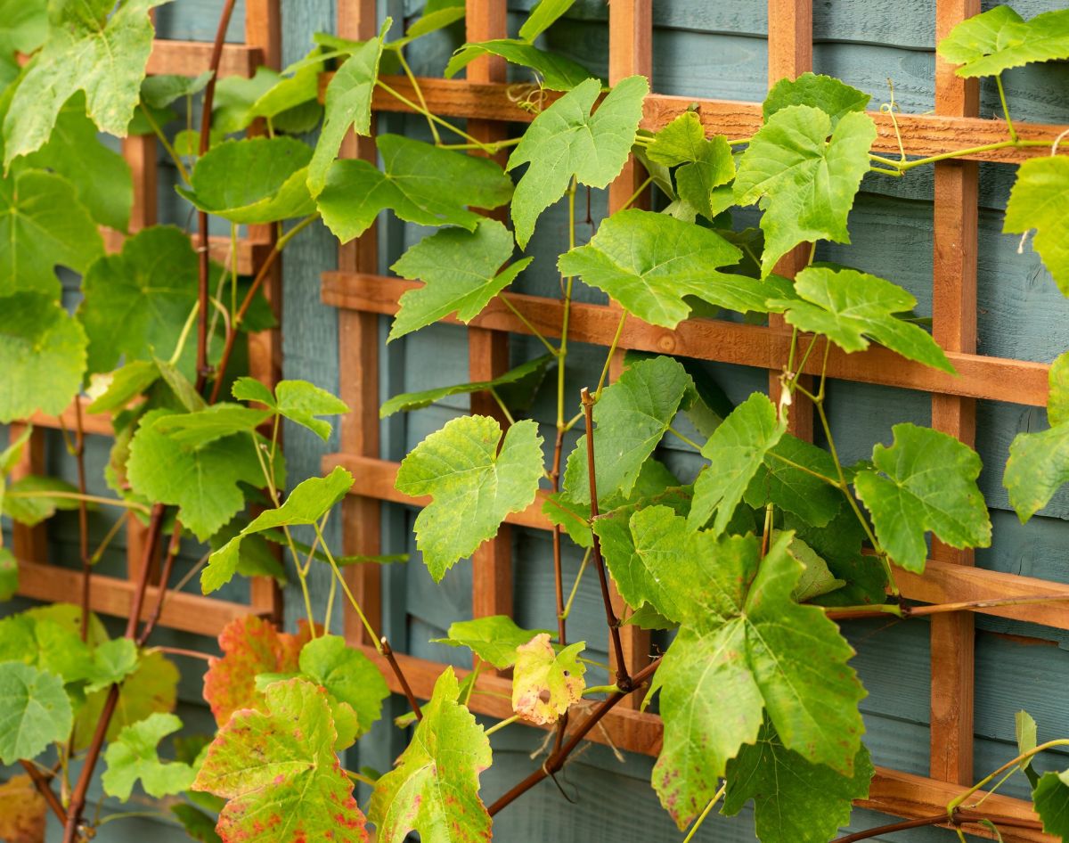 Drewnianą pergolę na winogrona każdego roku trzeba impregnować z pomocą środków VIDARON.