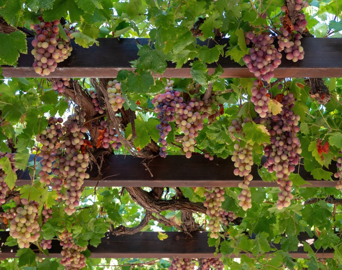 Efektowna pergola na winogrona. Możesz ją wykończyć np.<a href=/produkty?typ=impregnaty target='_blank'> Impregnat </a>em Ochronno-Dekoracyjnym<a href=/produkt/impregnat-ochronnodekoracyjny-ogrodowy target='_blank'> Ogrodowy </a>m VIDARON.