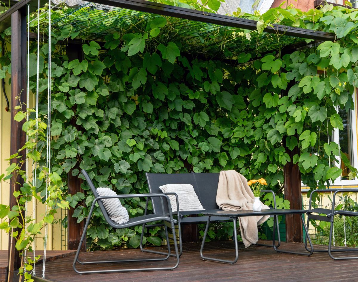 Przyścienna drewniana pergola na winogrona. Proponowany produkt do impregnacji to Impregnat Ochronno-Dekoracyjny Powłokotwórczy VIDARON.