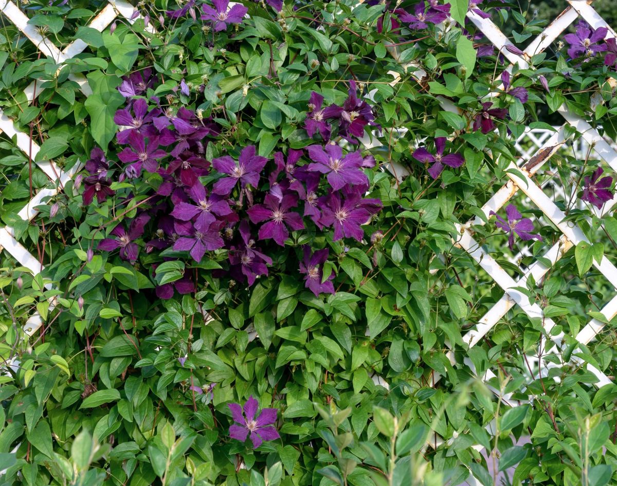 Do pergoli z donicą najlepiej nadają się pnącza takie jak clematis.