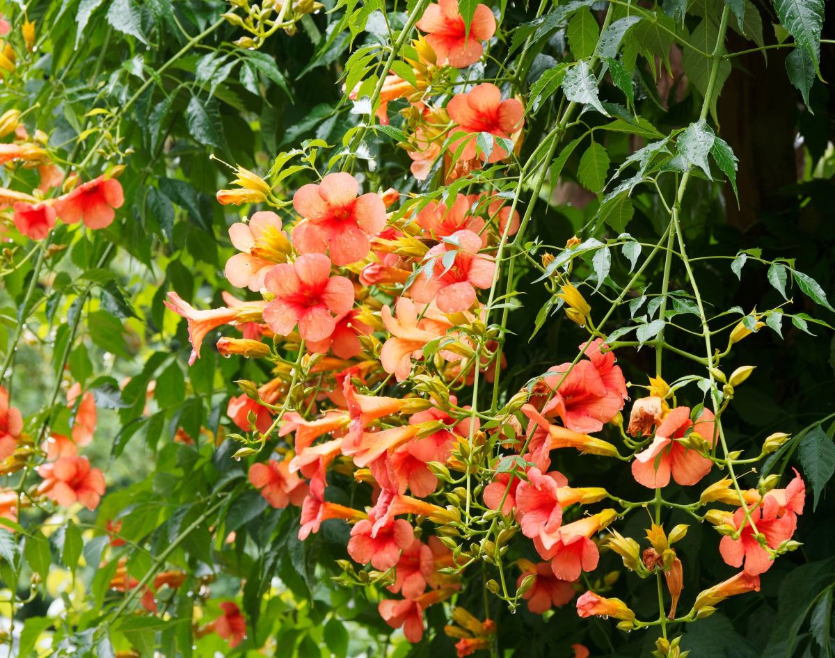 Milin amerykański to idealna roślina do donicy z pergolą.