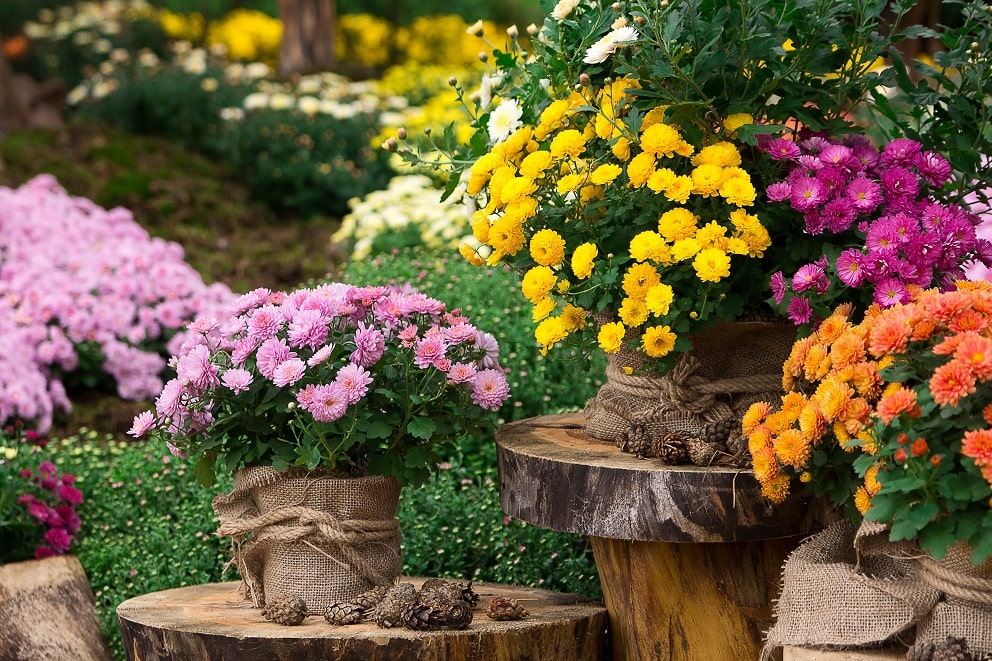 Co sadzić jesienią w ogródku? Chryzantemy! To jedne z najpopularniejszych kwiatów tej pory roku.