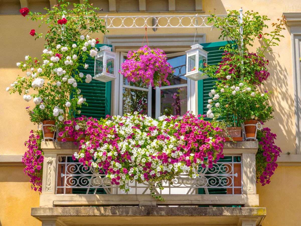 Pnącza na balkon.