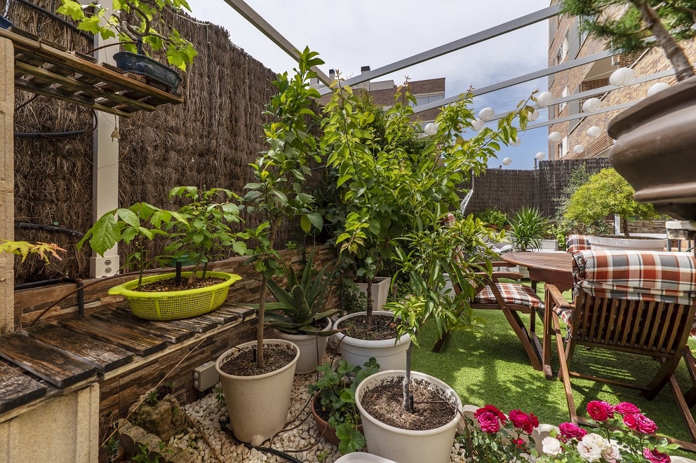 Zielone rośliny na balkon.