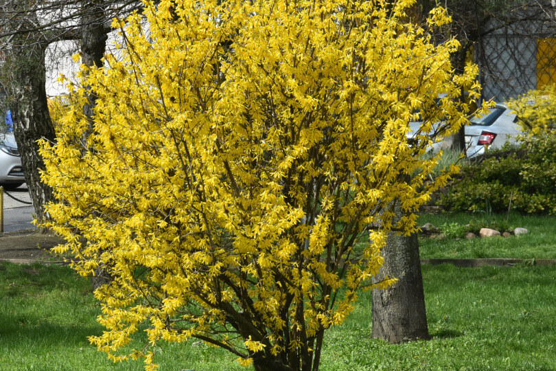 forsycja