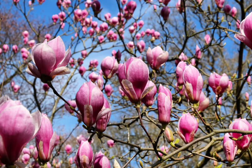 magnolie