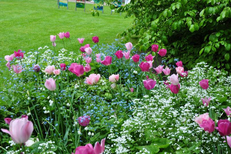 Sadzenie tulipanów.