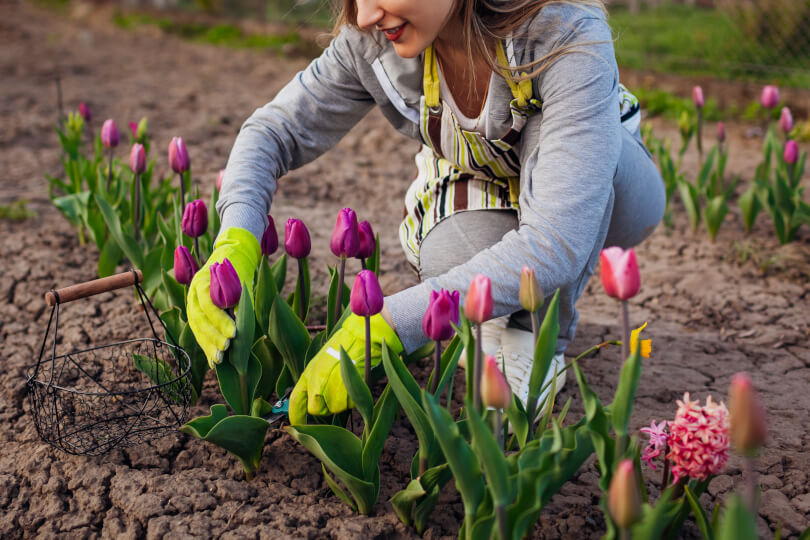 tulipany-w-ogrodzie