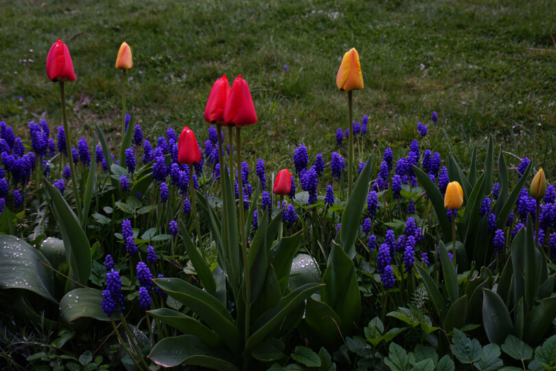 uprawa-tulipanow